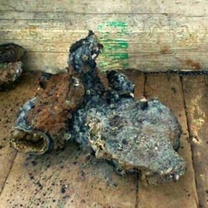 Restos recuperados del subsuelo en Ichmul (fulguritas)